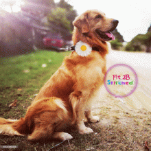 Pet ITH Collar Flower 1 Accessory 3 Sizes