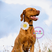 Pet ITH Collar Flower 3 Accessory 3 Sizes