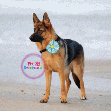 Pet ITH Collar Flower 5 Accessory 3 Sizes